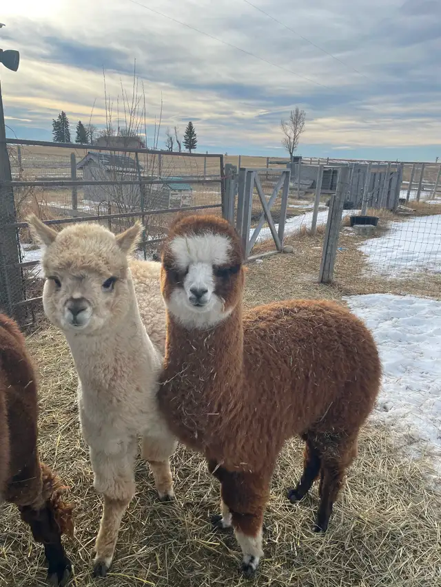 Two male baby alpacas - Photo 2