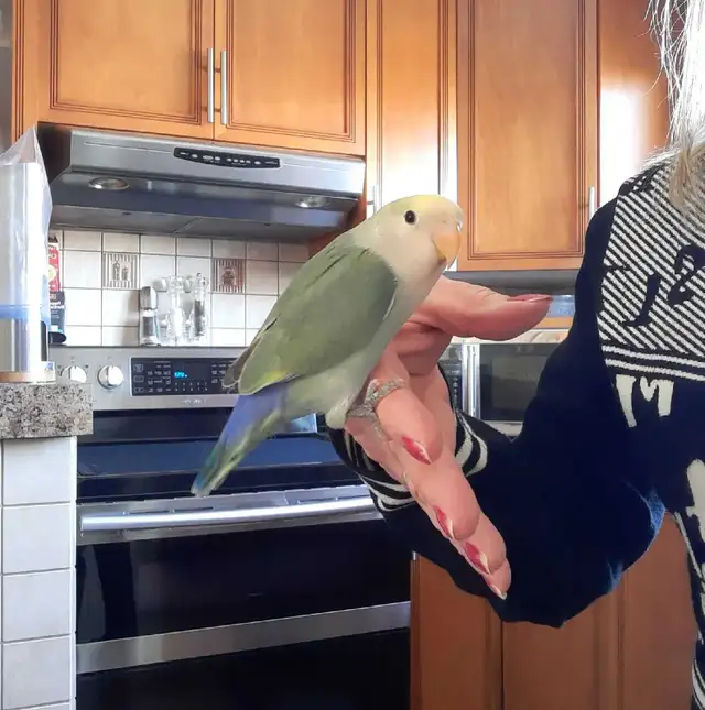 beau bébé inséparable roseicollis nourrit à la main - Photo 3