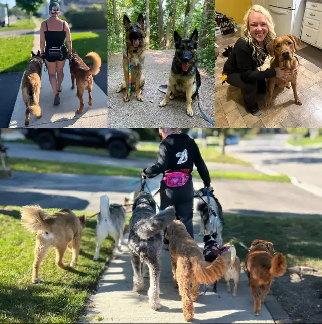 Professional Dog Training