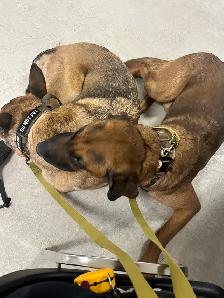 Professional Dog Training - Photo 3