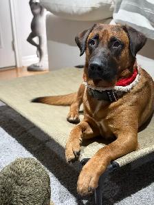 Professional Dog Training - Photo 5