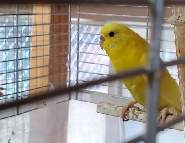 Female Budgie