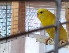 Female Budgie
