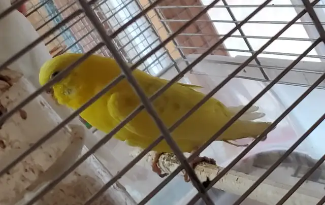 Female Budgie - Photo 2