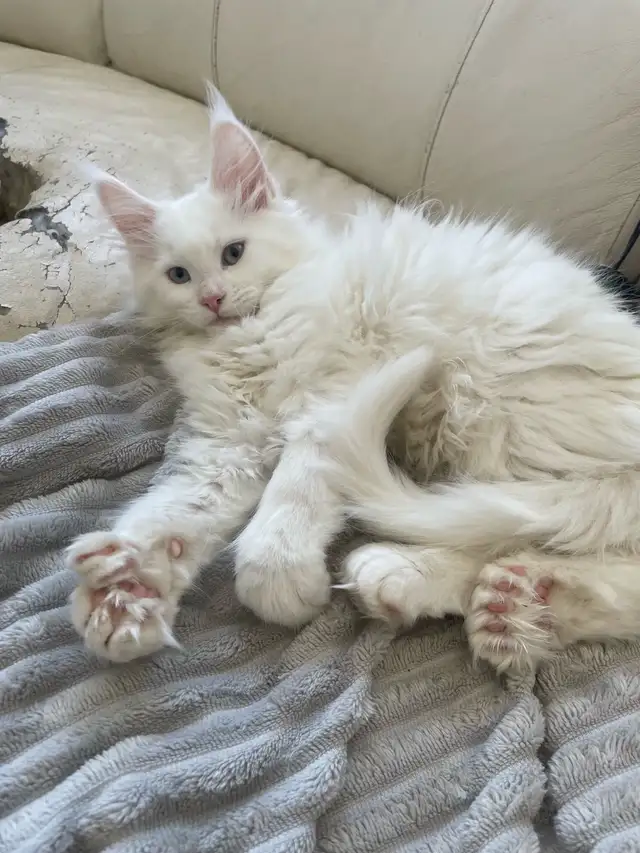 Maine Coon chatons - Photo 2