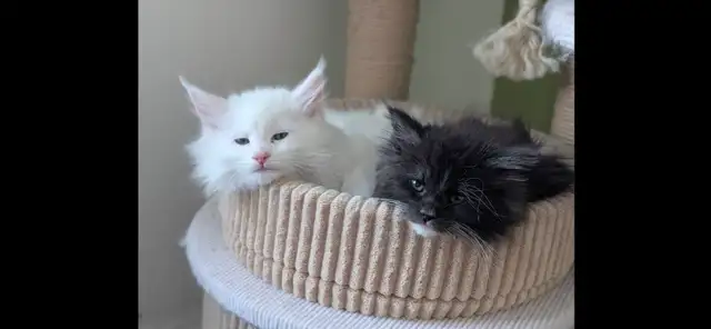 Maine Coon chatons - Photo 3