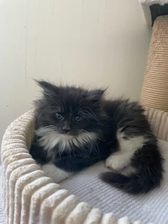 Maine Coon chatons - Photo 4