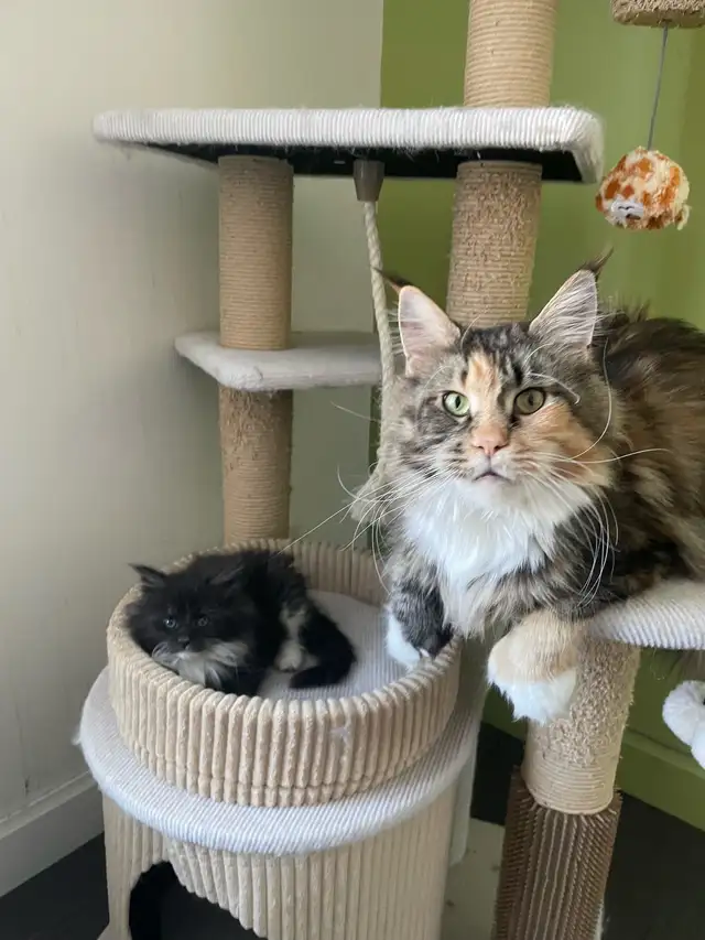 Maine Coon chatons - Photo 5