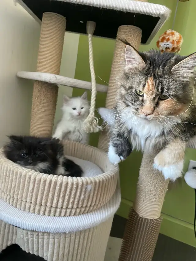 Maine Coon chatons - Photo 6