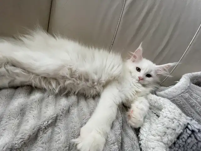 Maine Coon chatons - Photo 7