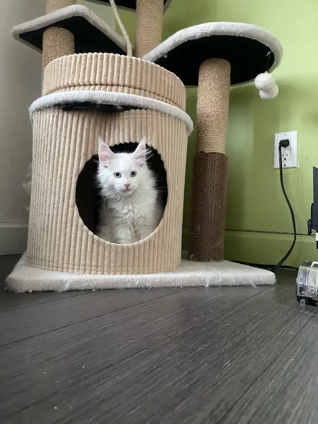 Maine Coon chatons - Photo 8