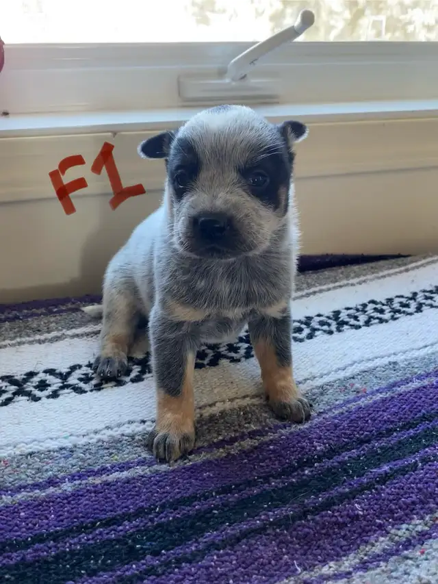 Australian Cattle Dog aka Blue Heeler Puppies
