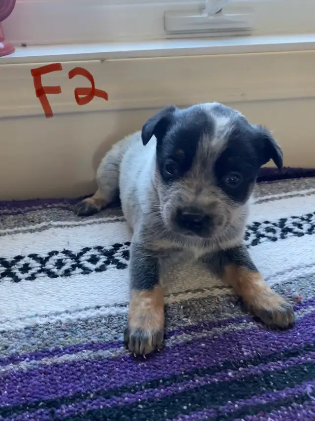 Australian Cattle Dog aka Blue Heeler Puppies - Photo 2