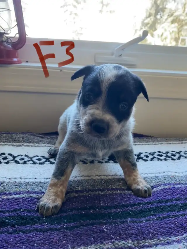 Australian Cattle Dog aka Blue Heeler Puppies - Photo 3