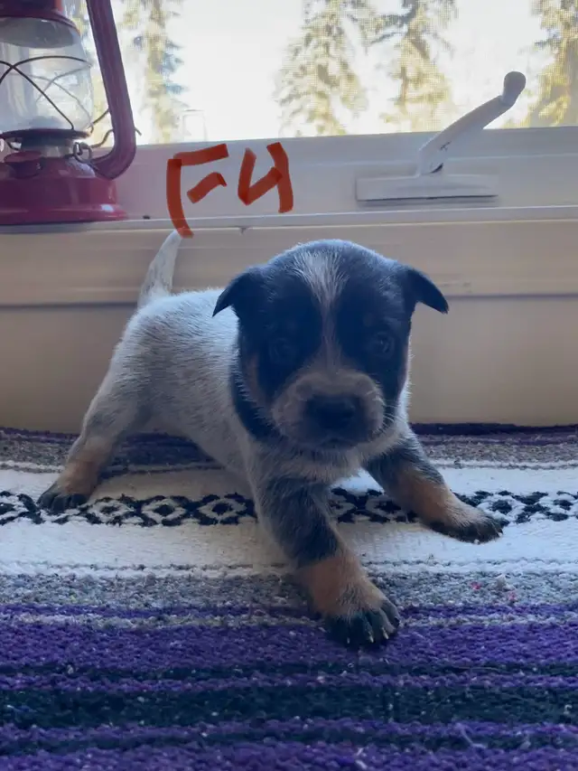 Australian Cattle Dog aka Blue Heeler Puppies - Photo 4