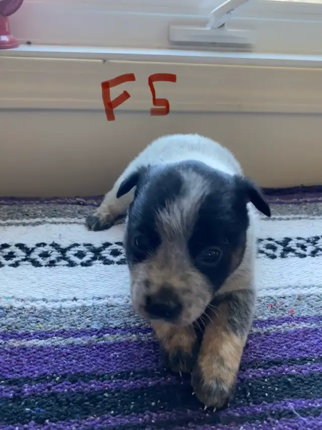 Australian Cattle Dog aka Blue Heeler Puppies - Photo 5