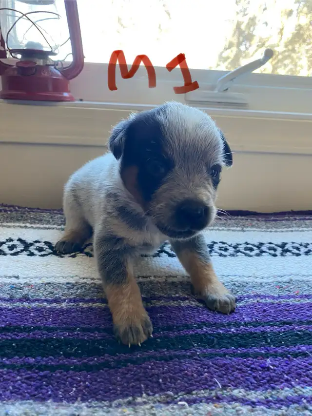 Australian Cattle Dog aka Blue Heeler Puppies - Photo 6