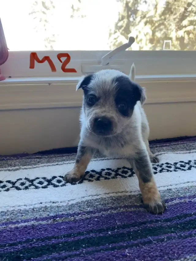 Australian Cattle Dog aka Blue Heeler Puppies - Photo 7