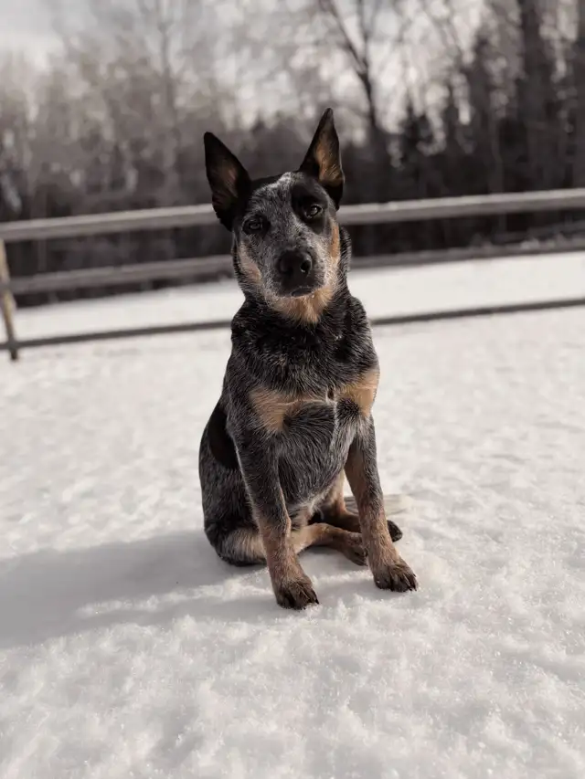 Australian Cattle Dog aka Blue Heeler Puppies - Photo 8