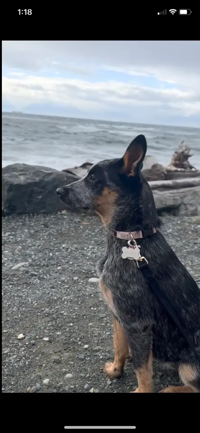 Australian Cattle Dog aka Blue Heeler Puppies - Photo 9