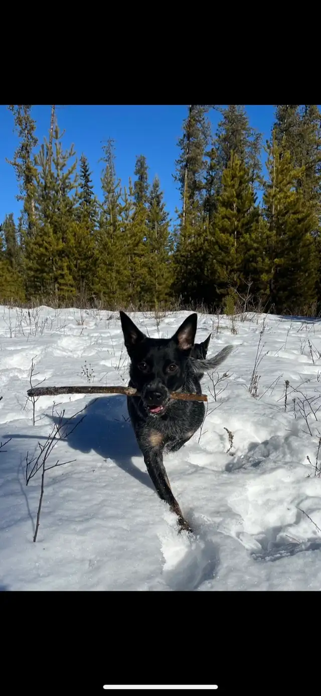 Australian Cattle Dog aka Blue Heeler Puppies - Photo 10