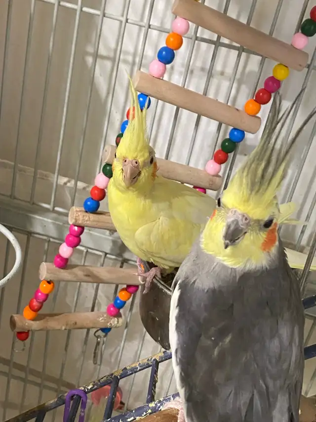 Cockatiel Bird $300
