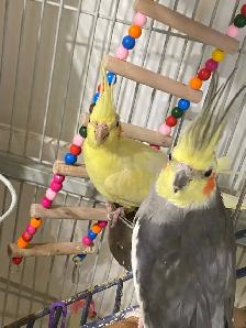 Cockatiel Bird $300