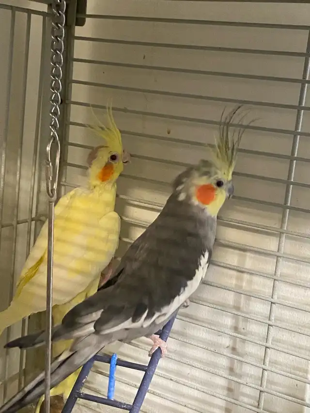 Cockatiel Bird $300 - Photo 2