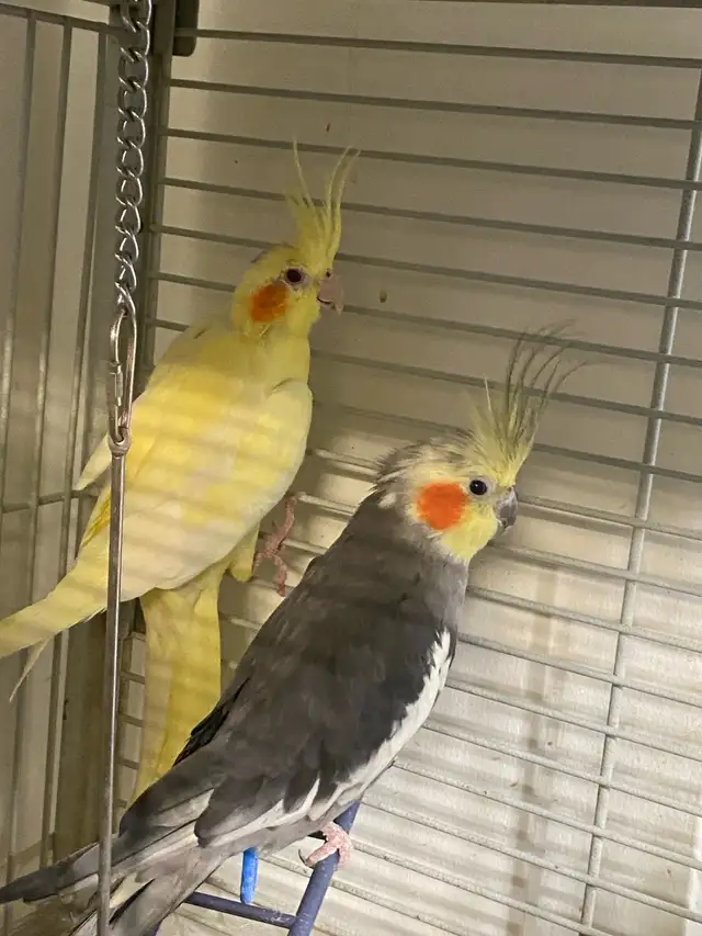 Cockatiel Bird $300 - Photo 3