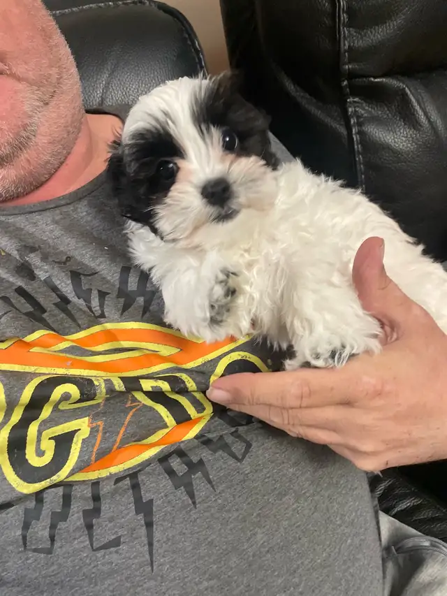 Shih-Tsu-Bichon -Shichon Teddy Bear Puppies