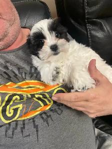 Shih-Tsu-Bichon -Shichon Teddy Bear Puppies