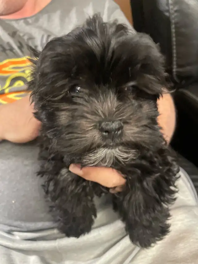 Shih-Tsu-Bichon -Shichon Teddy Bear Puppies - Photo 2