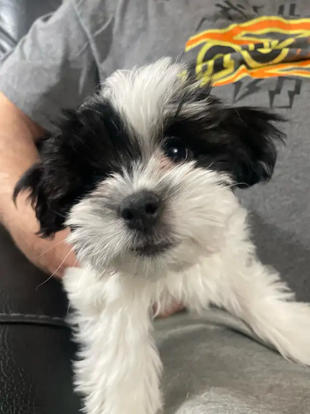 Shih-Tsu-Bichon -Shichon Teddy Bear Puppies - Photo 3