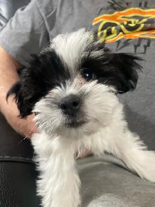 Shih-Tsu-Bichon -Shichon Teddy Bear Puppies - Photo 3