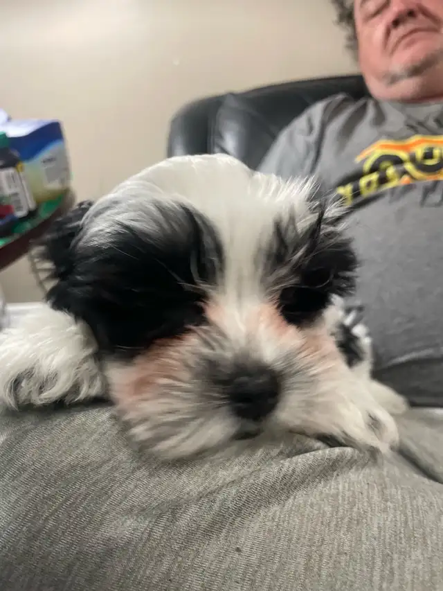 Shih-Tsu-Bichon -Shichon Teddy Bear Puppies - Photo 4