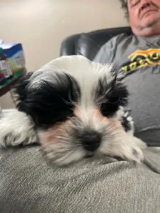 Shih-Tsu-Bichon -Shichon Teddy Bear Puppies - Photo 4