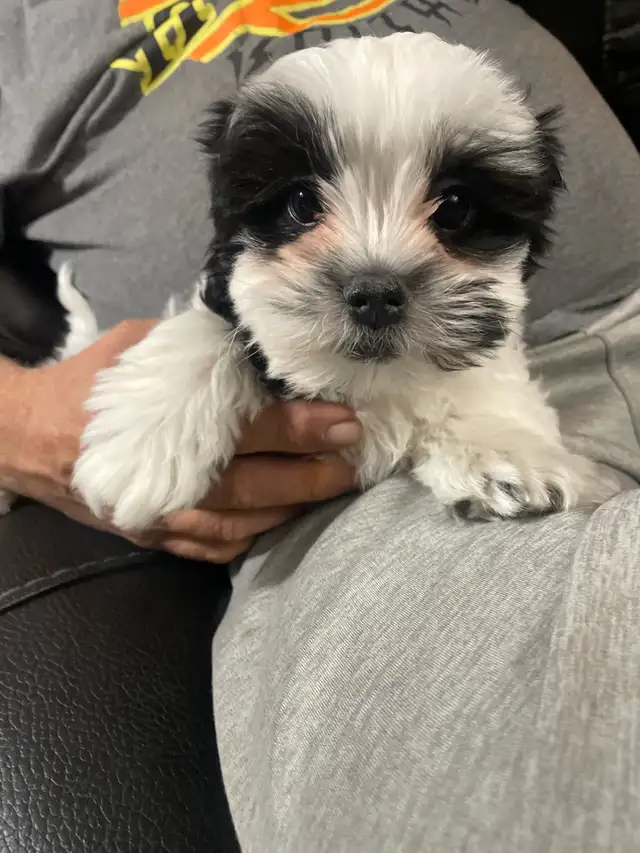 Shih-Tsu-Bichon -Shichon Teddy Bear Puppies - Photo 5