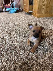 puppy for sale - Photo 3