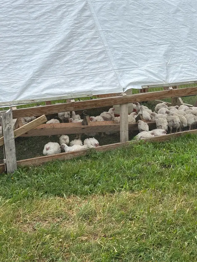 Chicken Tractors / Movable Coop - Photo 2