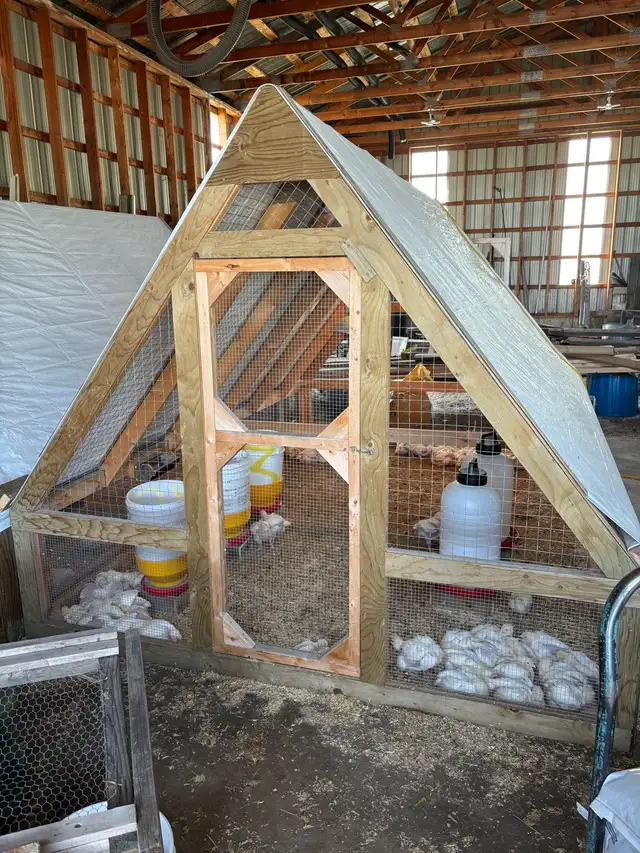 Chicken Tractors / Movable Coop - Photo 3