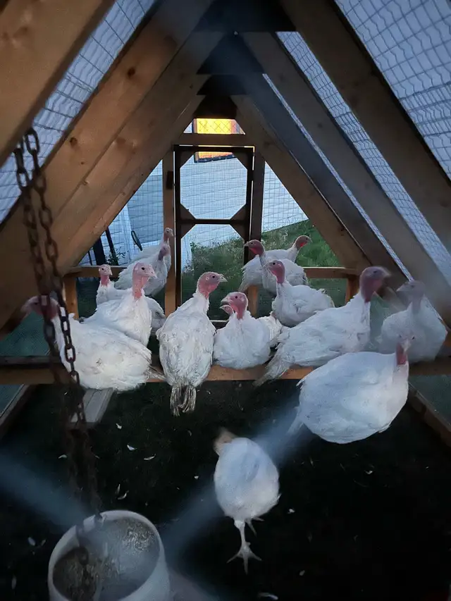 Chicken Tractors / Movable Coop - Photo 5