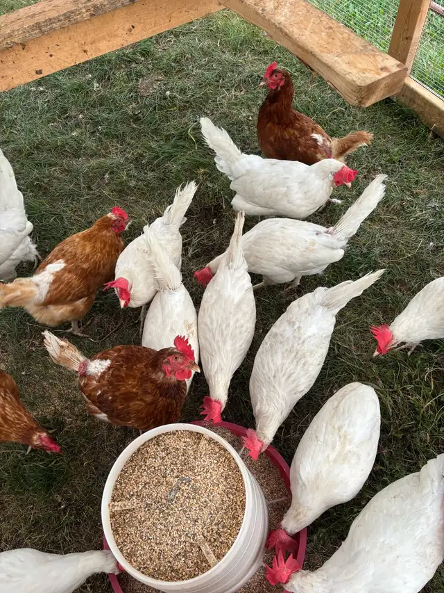 Chicken Tractors / Movable Coop - Photo 6