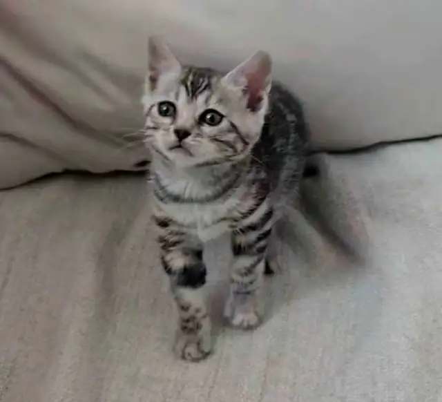 Chatons Bengal silver, prêts à partir !