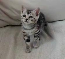 Chatons Bengal silver, prêts à partir !