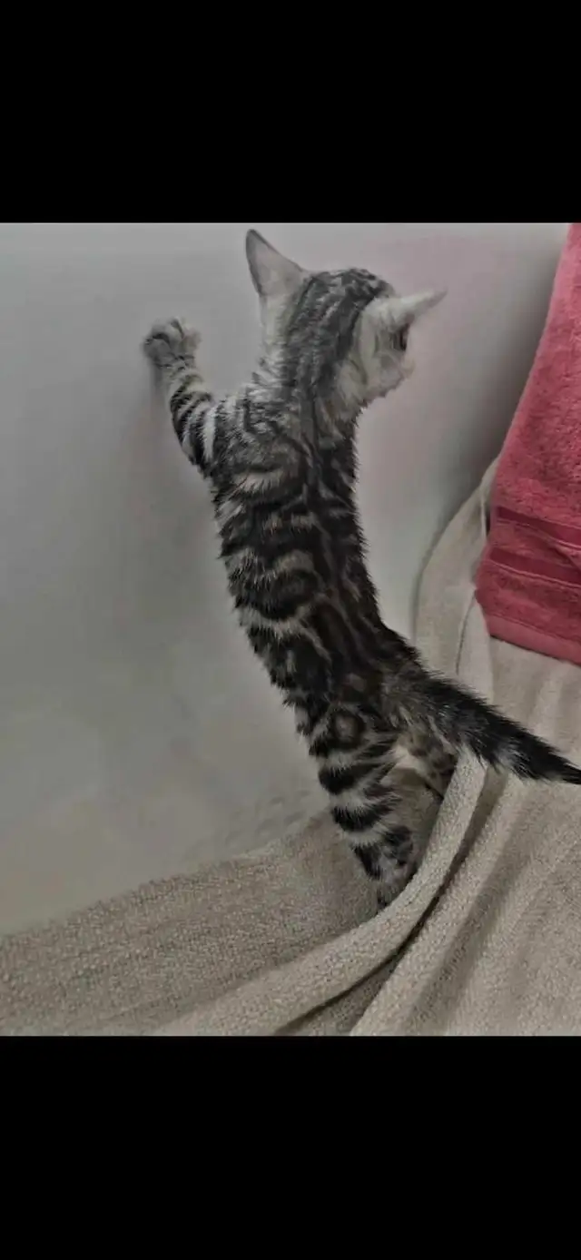 Chatons Bengal silver, prêts à partir ! - Photo 2