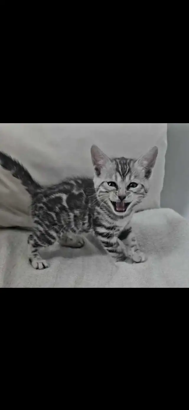 Chatons Bengal silver, prêts à partir ! - Photo 3
