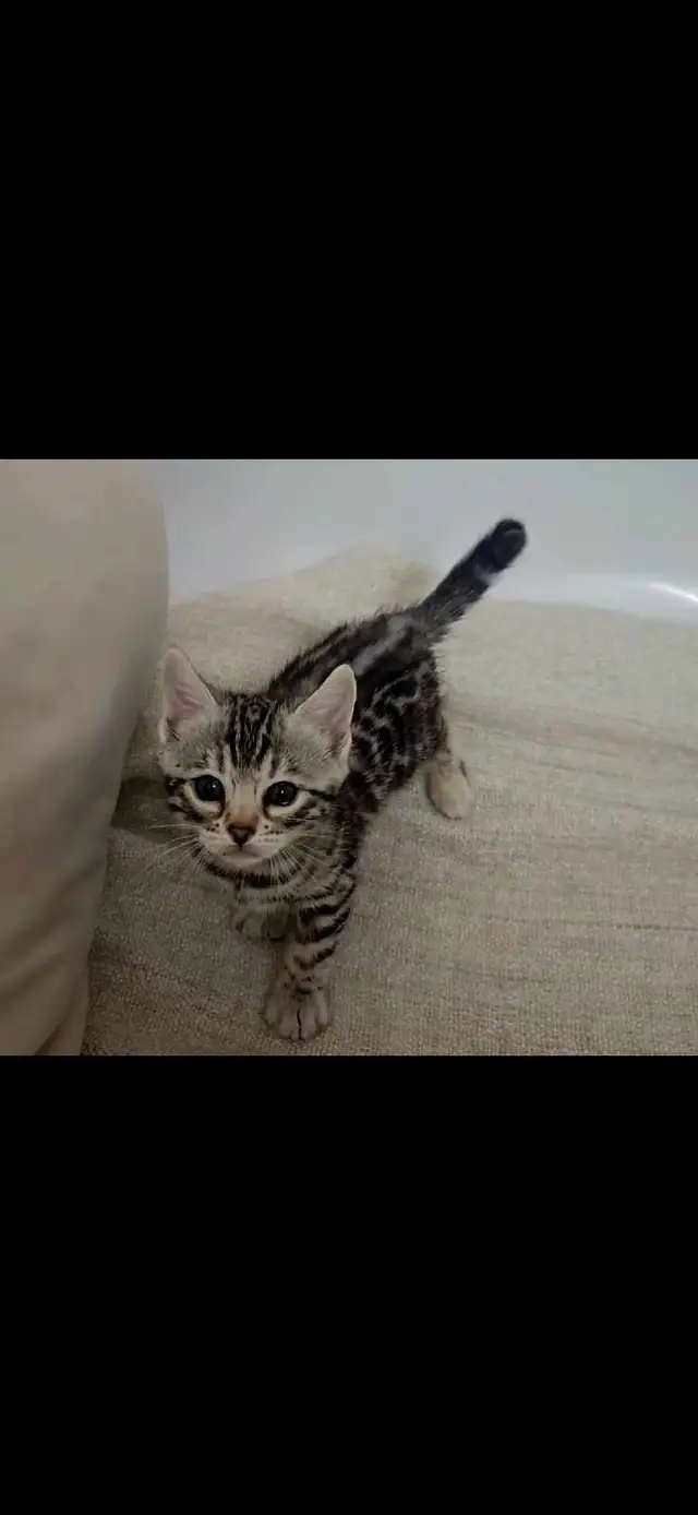 Chatons Bengal silver, prêts à partir ! - Photo 4