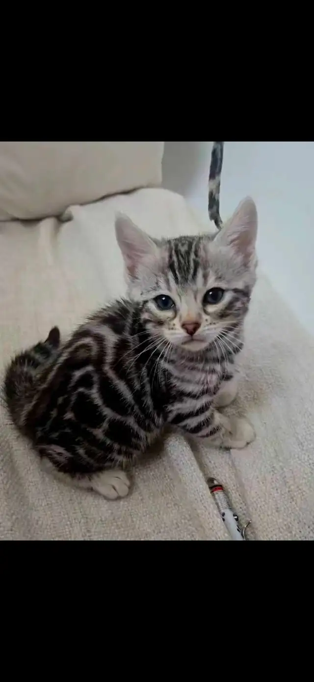 Chatons Bengal silver, prêts à partir ! - Photo 5