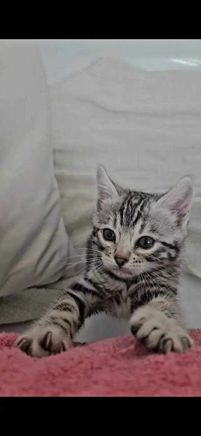 Chatons Bengal silver, prêts à partir ! - Photo 6