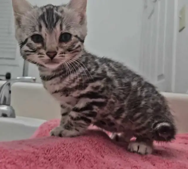 Chatons Bengal silver, prêts à partir ! - Photo 7